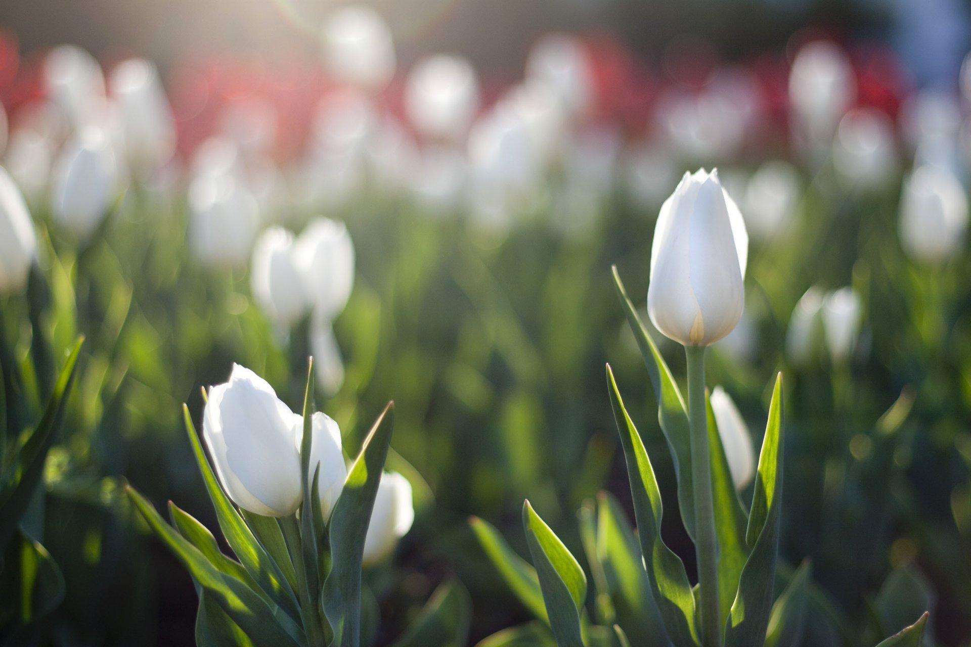 весна #цветы #цветок #природа #тюльпаны #тюльпан #красота #фото #кадр  #снимок #фотоприроды #фотоцветов #небо #spring #flower #flowers… | Instagram