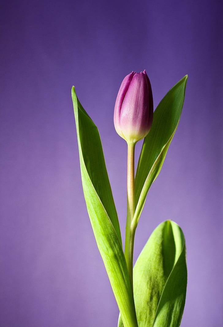 коллаж цветы тюльпаны весна Стоковое Фото - изображение насчитывающей  годовщина, зеленый: 221045512