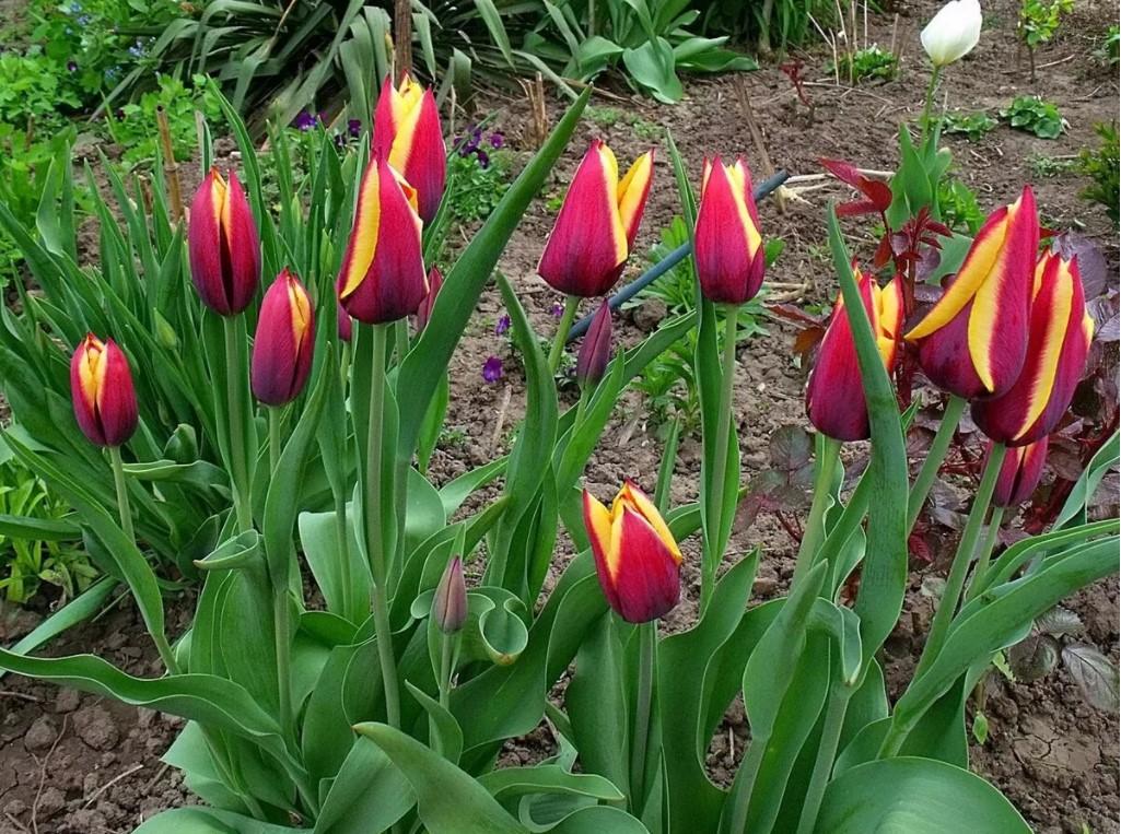 Обои на монитор | Весна | цветы, бабочки, весна, тюльпаны, красиво