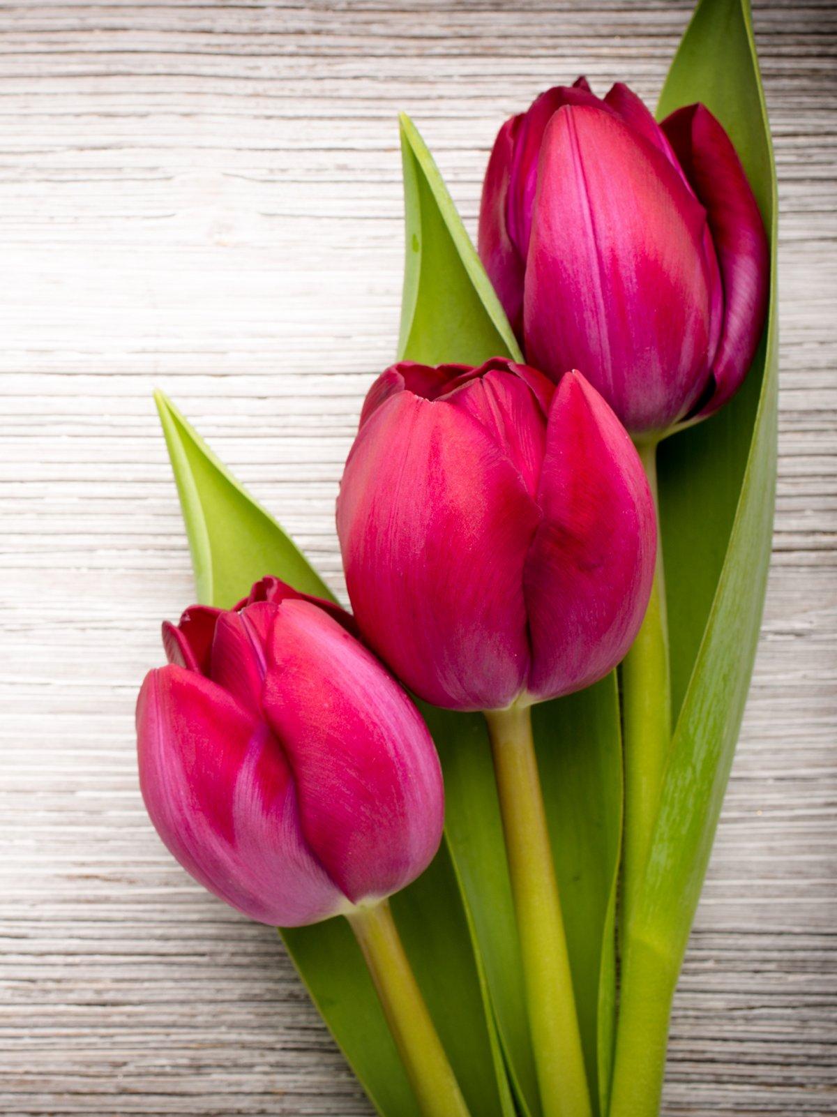 Весна белые тюльпаны (57 фото) - 57 фото