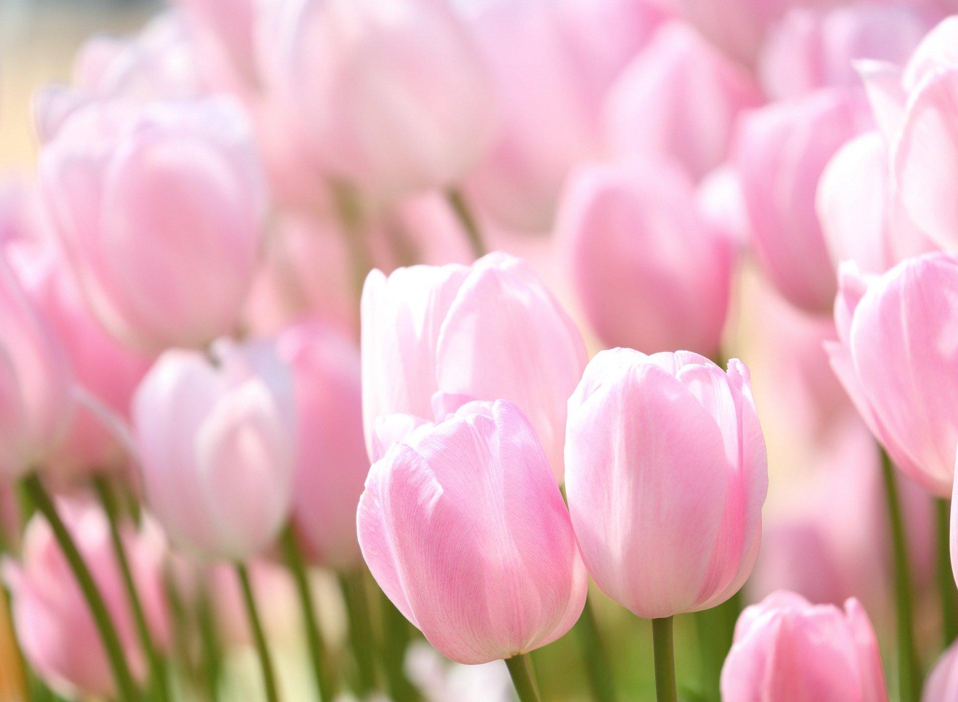 бесплатное фото: Тюльпан, цветок, Блум, розовый, Цветы, Весна, Природа |  Hippopx