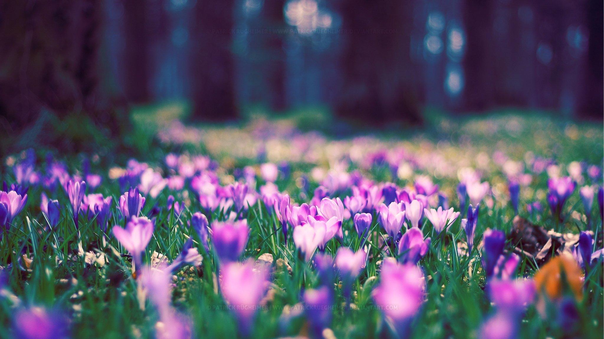 Фон природа весна - фото и картинки: 71 штук