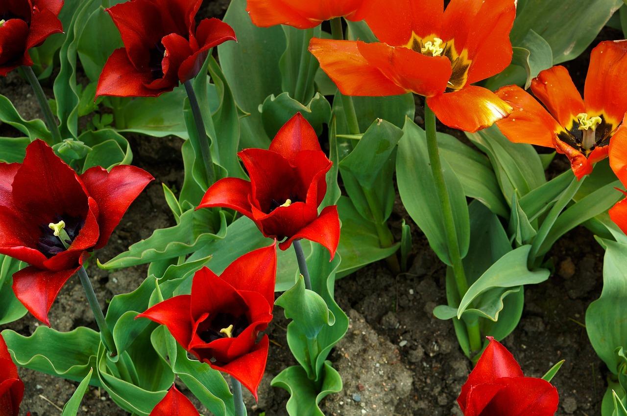 Цветок Весна Природа - Бесплатное фото на Pixabay - Pixabay