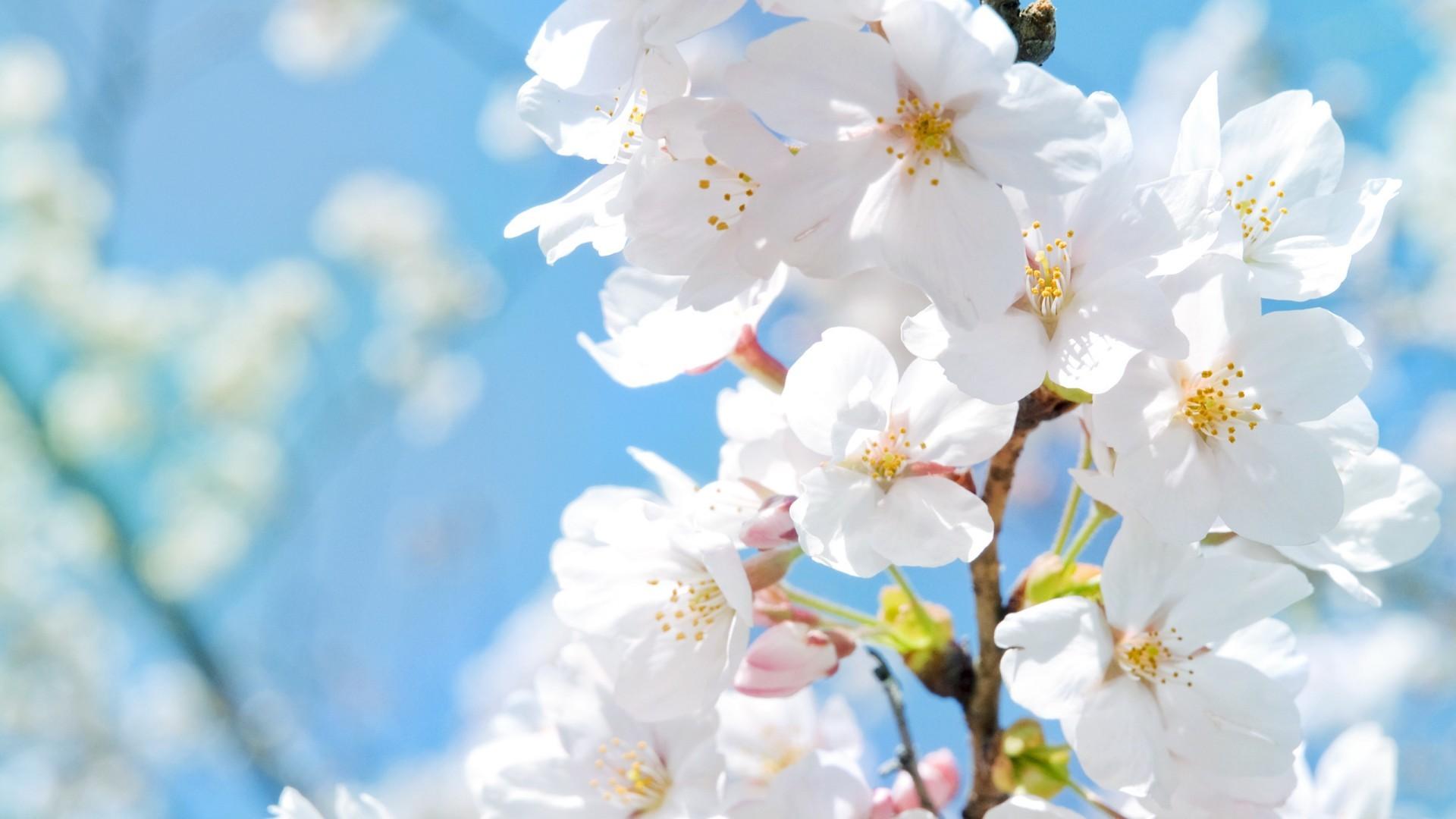 Красивые Весенние Цветы В Keukenhof Парке В Голландии (весна Природа Фон).  Фотография, картинки, изображения и сток-фотография без роялти. Image  35117426