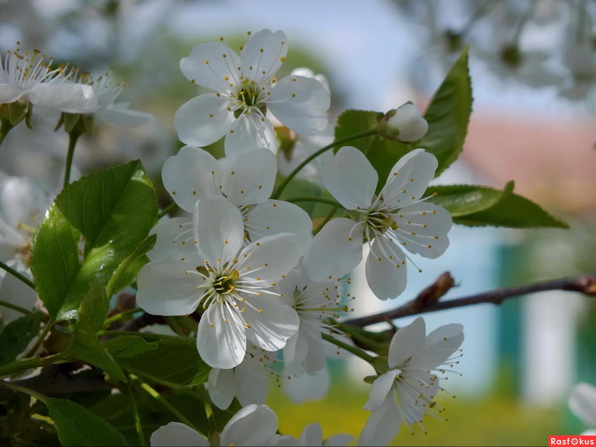 Картинки весна природа красивые (69 фото) » Картинки и статусы про  окружающий мир вокруг