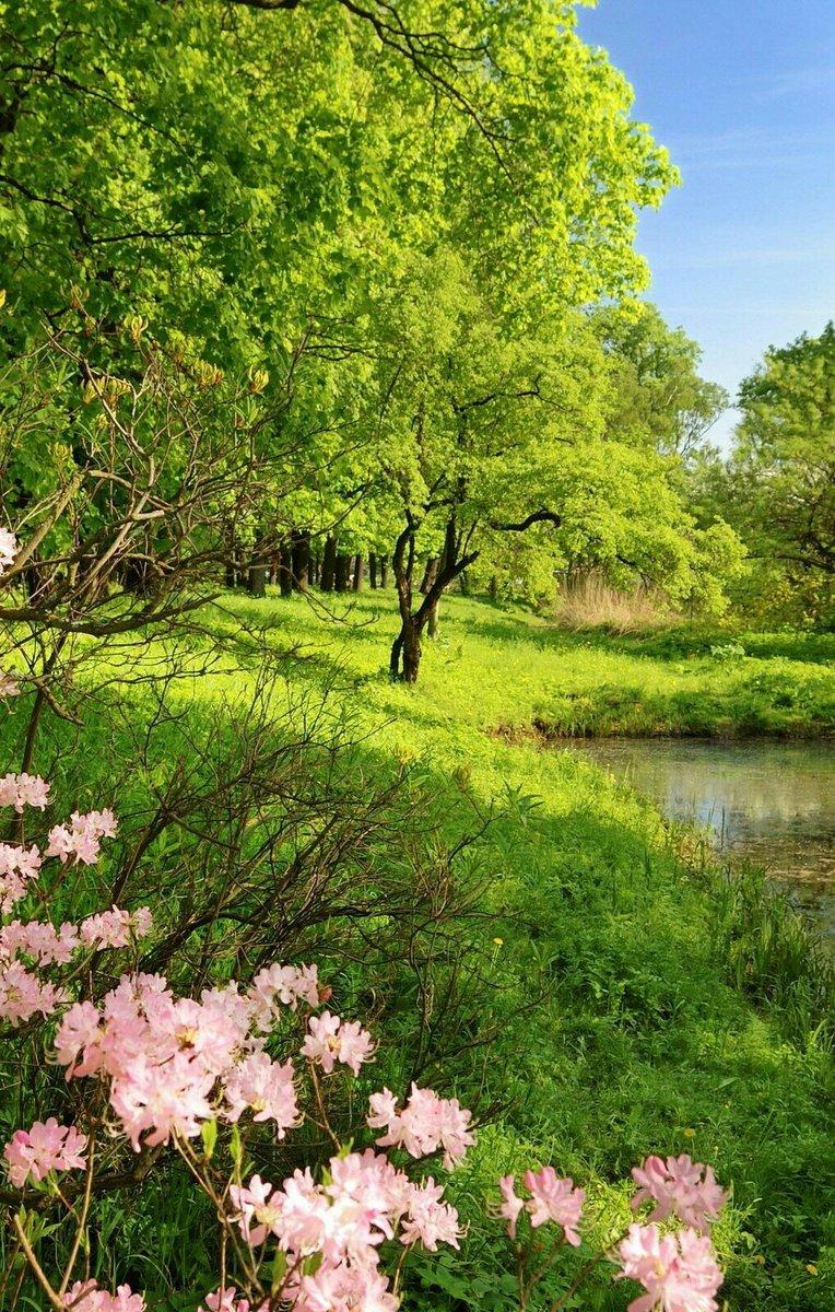 Обои весенняя природа, цветение, весенние цветы, фото бабочки, цветущее  дерево. Скачать фото весна 2560x1600