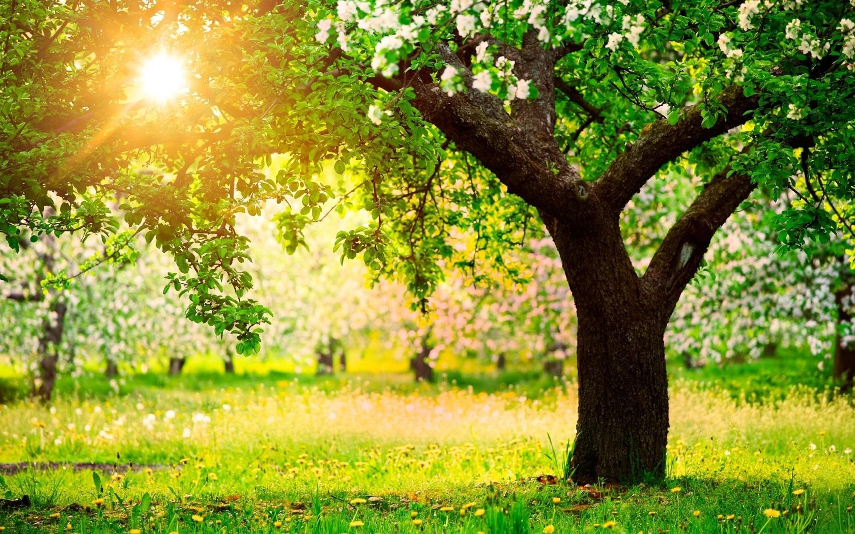 Картинки весна, природа, яблочный сад, красиво, лучи солнца, фото позитив,  цветение, цветы, одуванчики, дерево, груша - обои 1680x1050, картинка  №131380