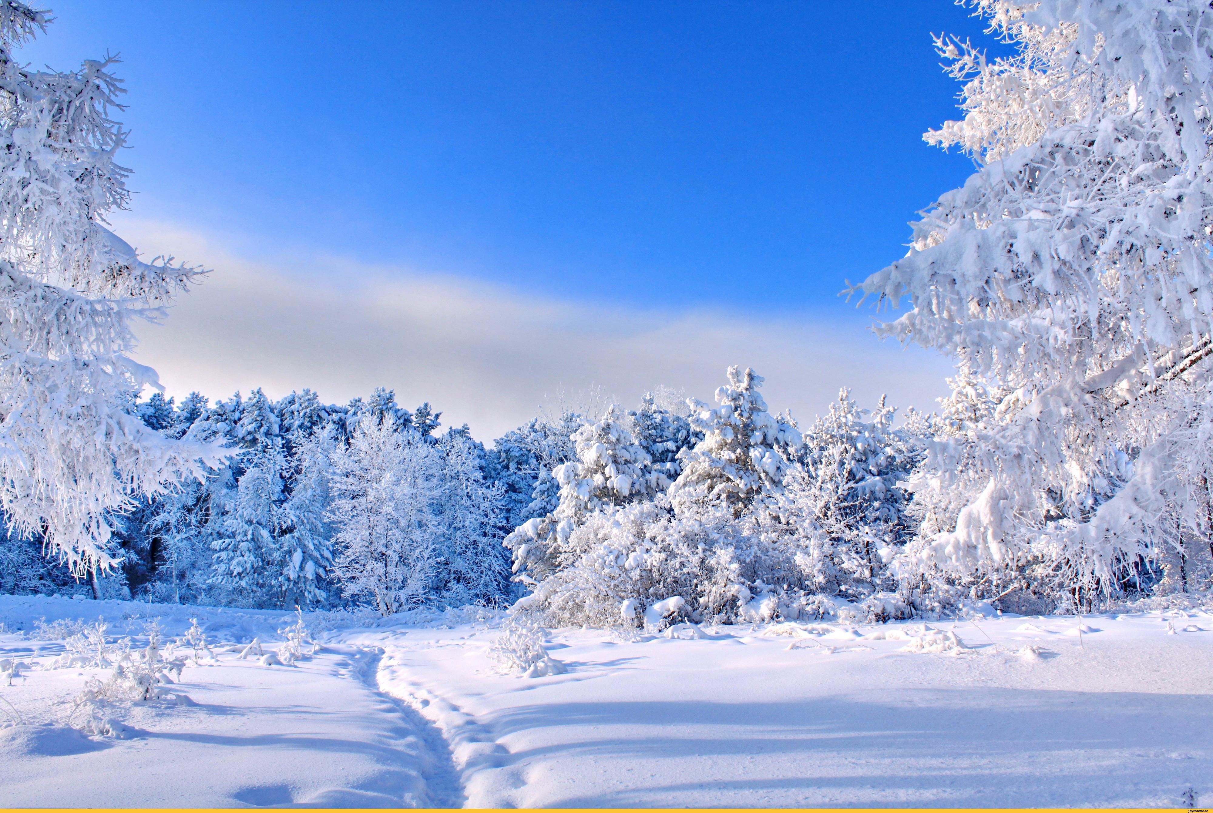 Как сделать красивые зимние фотографии на айфон – советы для снимков,  которые сделают вас звездой соцсетей