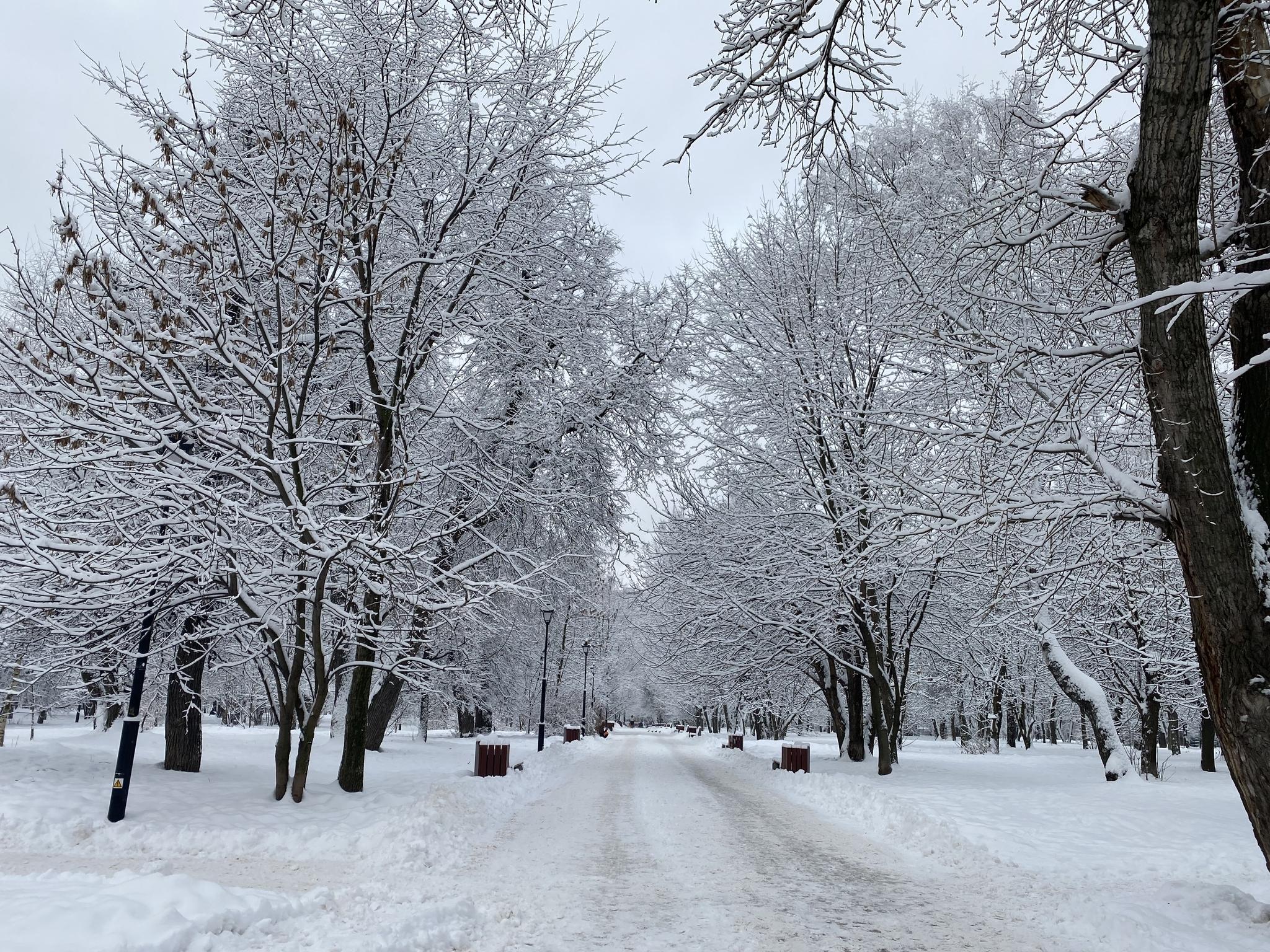 красивые картинки :: снег :: зима :: Природа - JoyReactor