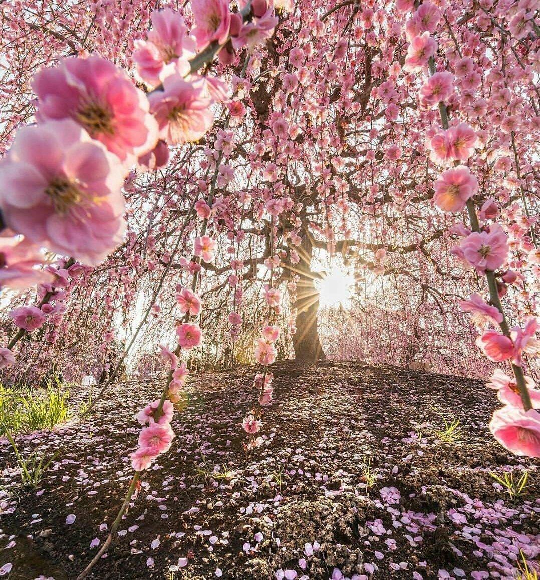 Легкий рисунок красота весны - 62 фото