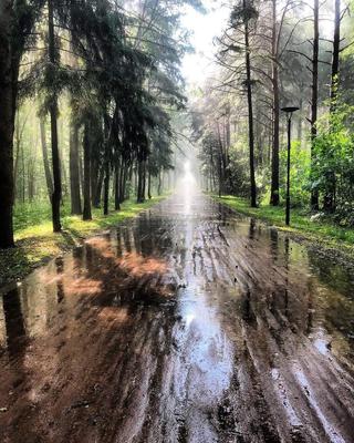Лес после дождя — Фото №1379829