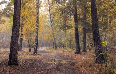осенний лес после дождя. Фотограф Валерий Миннибаев