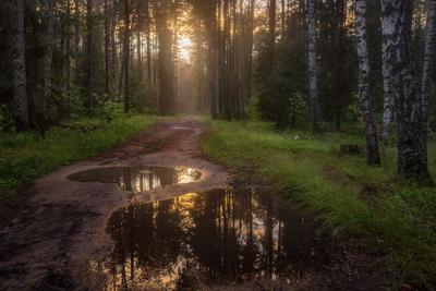 Лес на закате после дождя. Фотограф Дмитрий Алексеев