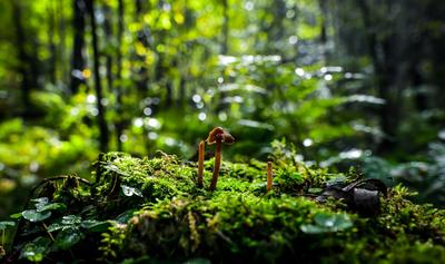 Лес после дождя».(11) / «Лес после дождя».(11) / Фотография на PhotoGeek.ru