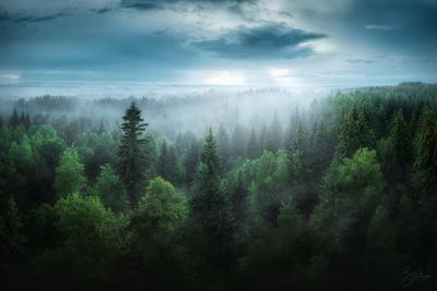 Вечерний лес после дождя. Photographer Zhenya Zaytsev