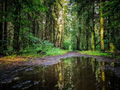 Эстетика летнего дождя в лесу - 77 фото