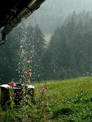 Летний дождь и цветы рудбеккии Stock Photo | Adobe Stock