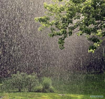 летний дождь — Фото №341282