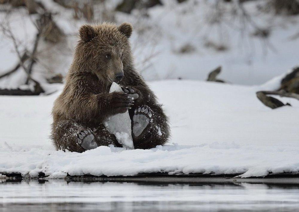Бурый Медведь Зимой Выглядывает Из Своего Логова В Лесу Под Большой Скалой  — стоковые фотографии и другие картинки Медведь - iStock