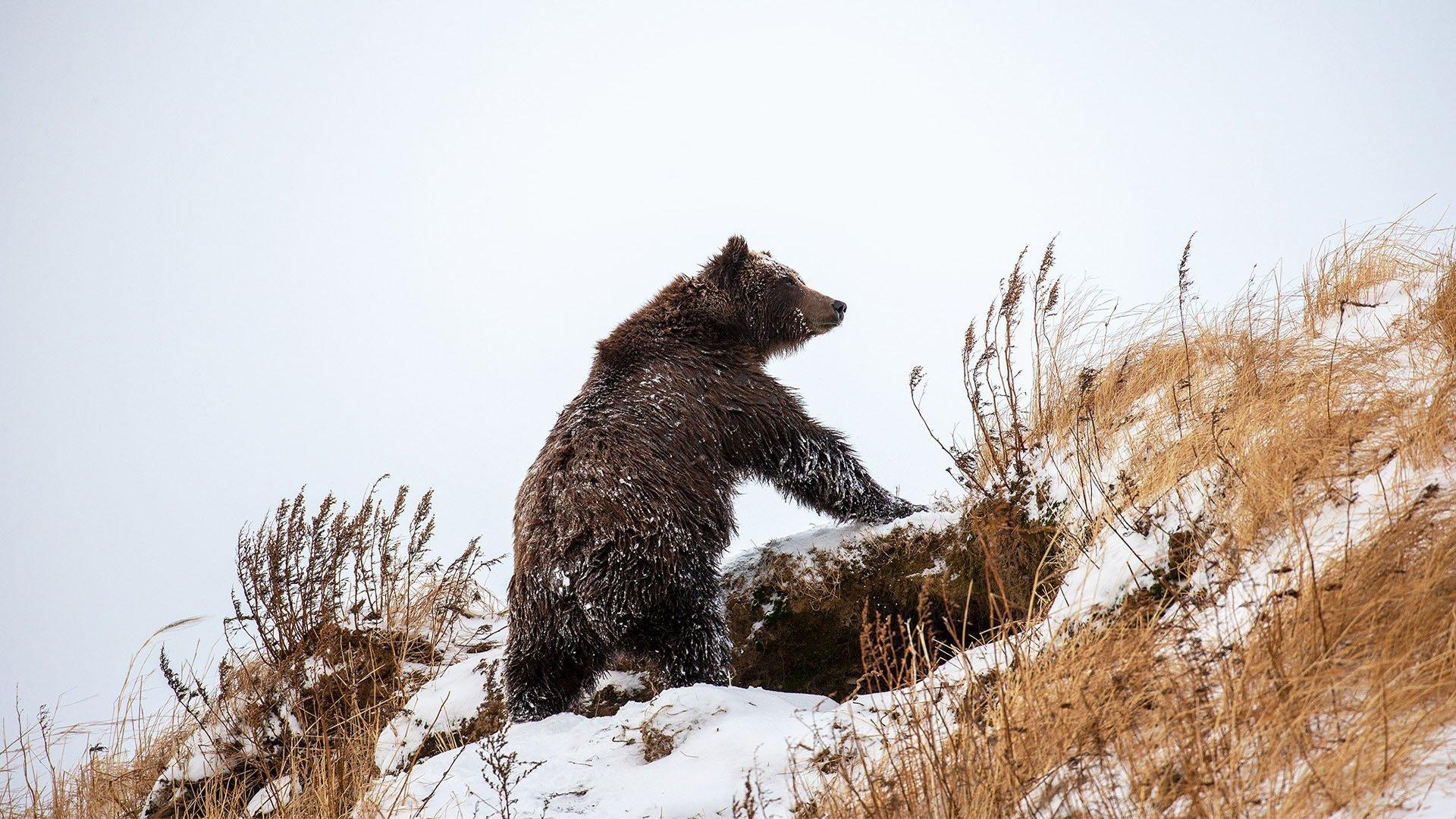 Медведь зимой на фоне леса, зимний…» — создано в Шедевруме