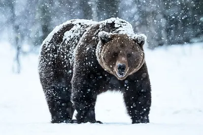 Можно ли встретить зимой Медведя ?! | Лесной Кемпинг | Дзен