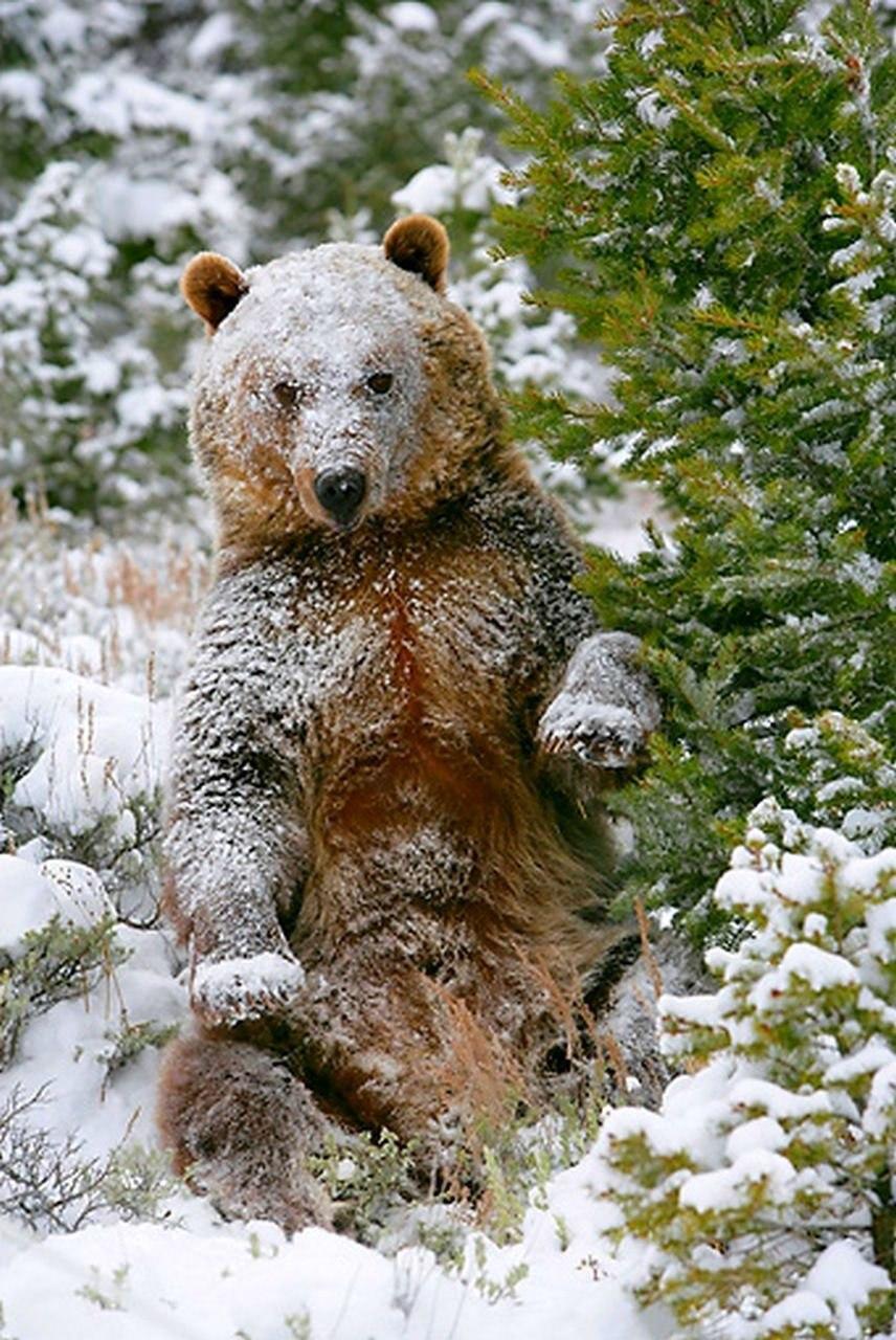 Медведь рисунок зимой - 59 фото