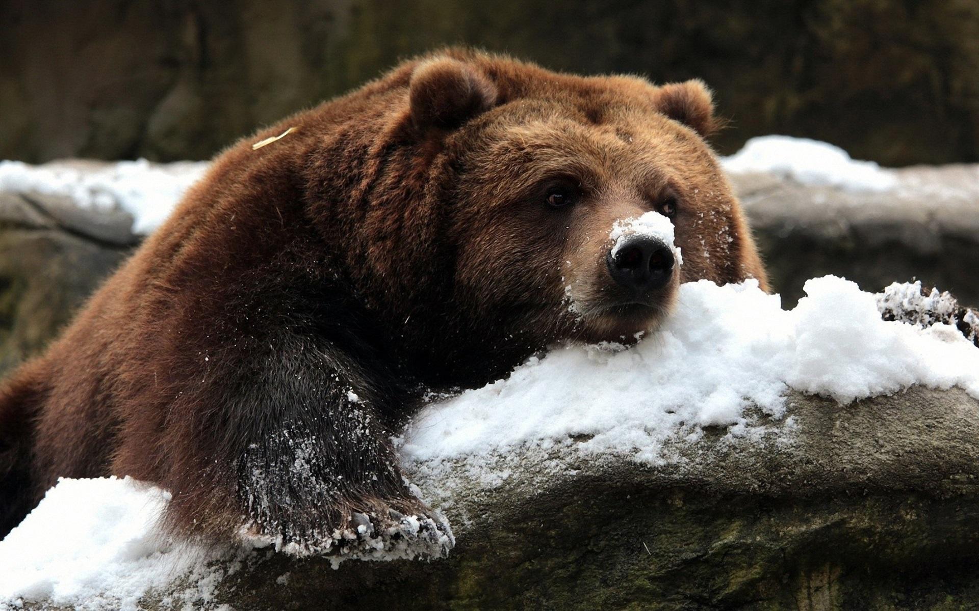 Фото Медведь на отдыхе в лесу зимой