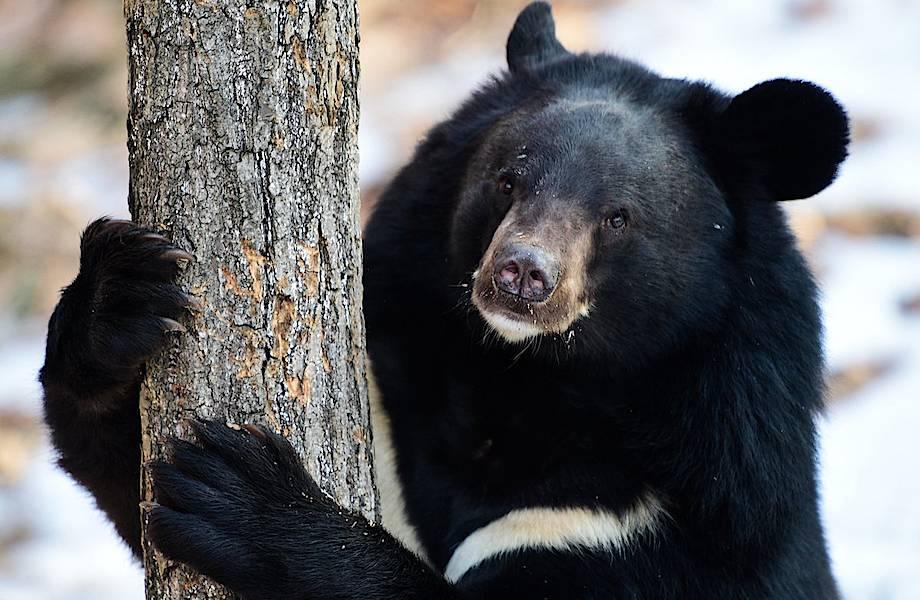 Зима официально началась: медведи зоопарка впали в спячку - Москвич Mag