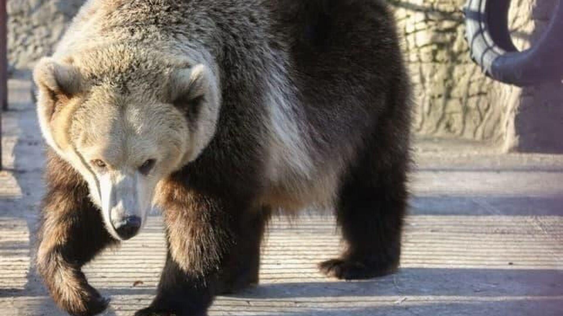 Новички Hebear и медведя зимой. Стоковое Изображение - изображение  насчитывающей млекопитающие, мало: 188622495