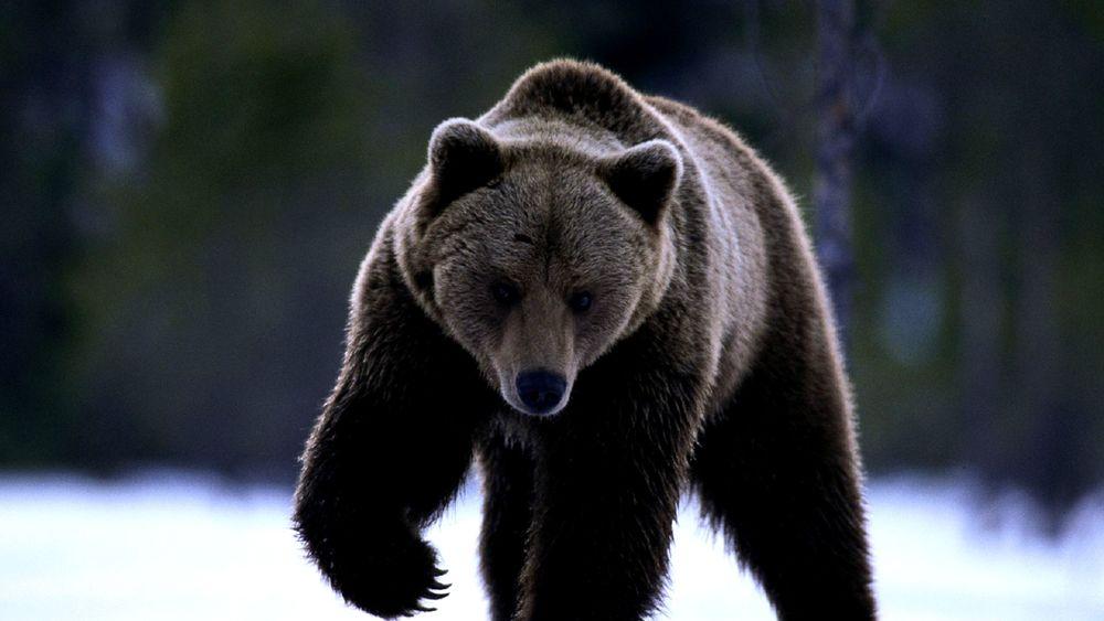 Большой дикий бурый медведь зимой Стоковое Фото - изображение насчитывающей  тайга, мясоед: 171387328
