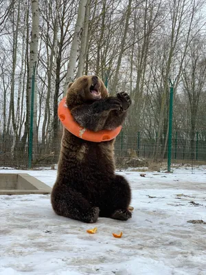 Медведица Медвежонок Зимой Естественная Среда Обитания Бурый Медведь  Научное Название стоковое фото ©SURZet 378930596