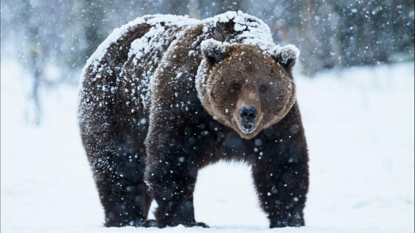Новичок Shebear и медведя зимой Стоковое Изображение - изображение  насчитывающей мало, мать: 187822061