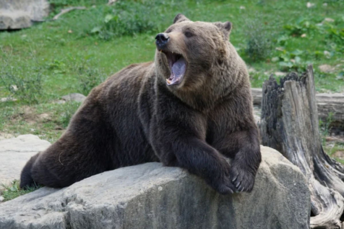 Медведь Ест Зимой — стоковые фотографии и другие картинки Без людей - Без  людей, Белый, Большой - iStock