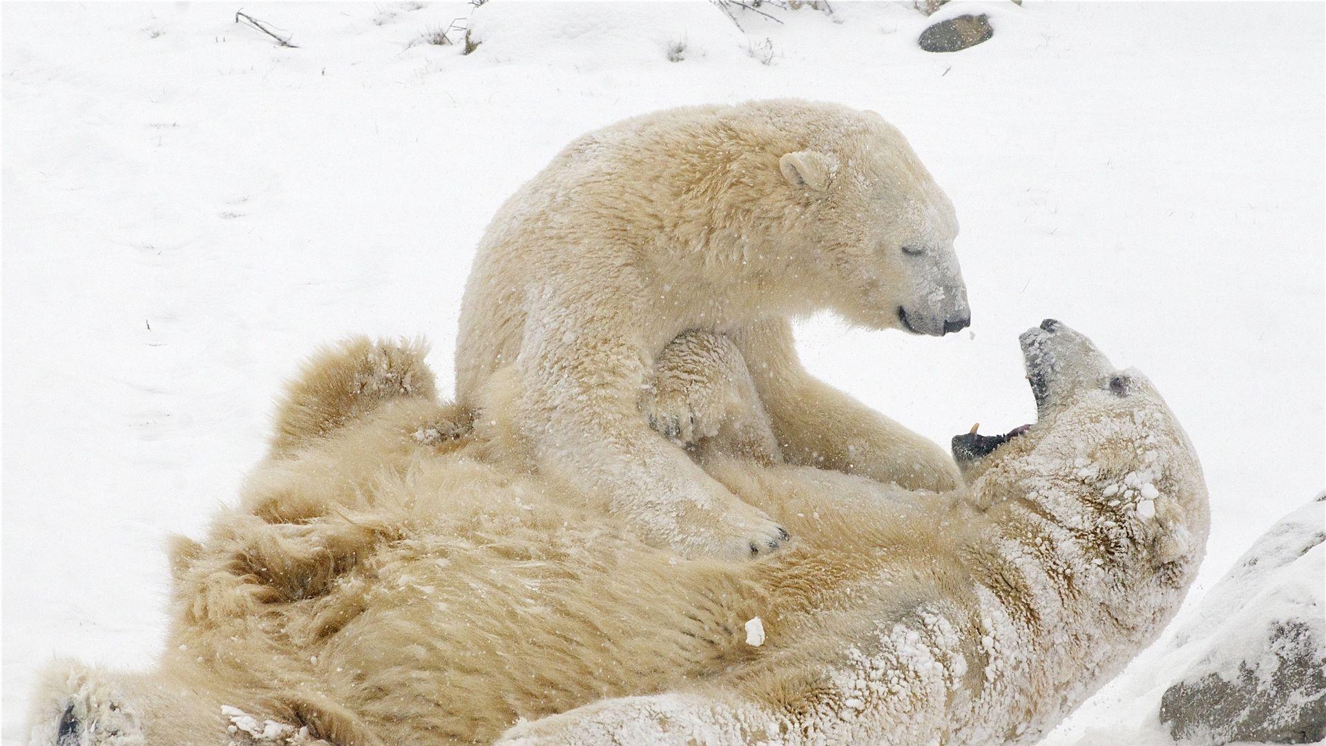 Новичок медведя в лесу зимы. Стоковое Изображение - изображение  насчитывающей природа, снежок: 188622005
