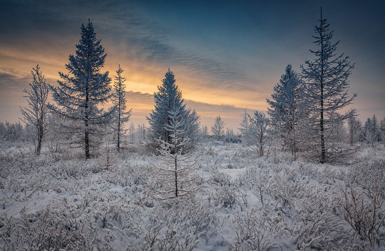 Изобразить начало зимы в лесу возле…» — создано в Шедевруме