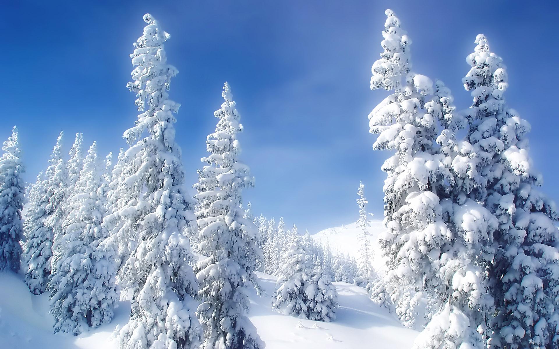 Обои Природа Зима, обои для рабочего стола, фотографии природа, зима,  снежинки, снег, елка, шишки, nature, snow, winter Обои для рабочего стола,  скачать обои картинки заставки на рабочий стол.