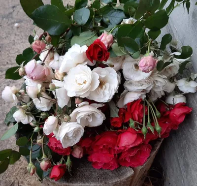 Как обрезать розы на зиму и когда укрывать розы на зиму — УНИАН
