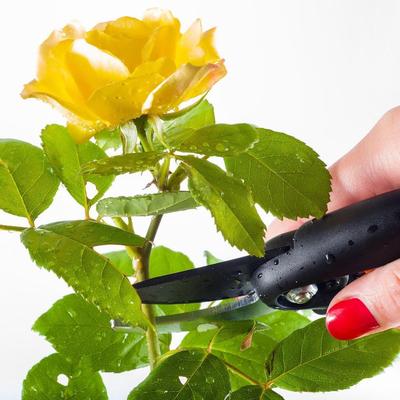 Как обрезать розы: правильная обрезка для начинающих, схемы и время