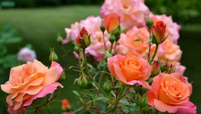 Весенняя обрезка роз. Фотографии с примерами | Майя о розах и не только |  Дзен
