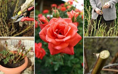 Как ухаживать за розами - эксперты рассказали, когда обрезать розы - Главред