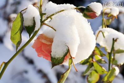 Уход за розами весной: удобрение, весеннее черенкование, как обрезать розы  весной | Houzz Россия