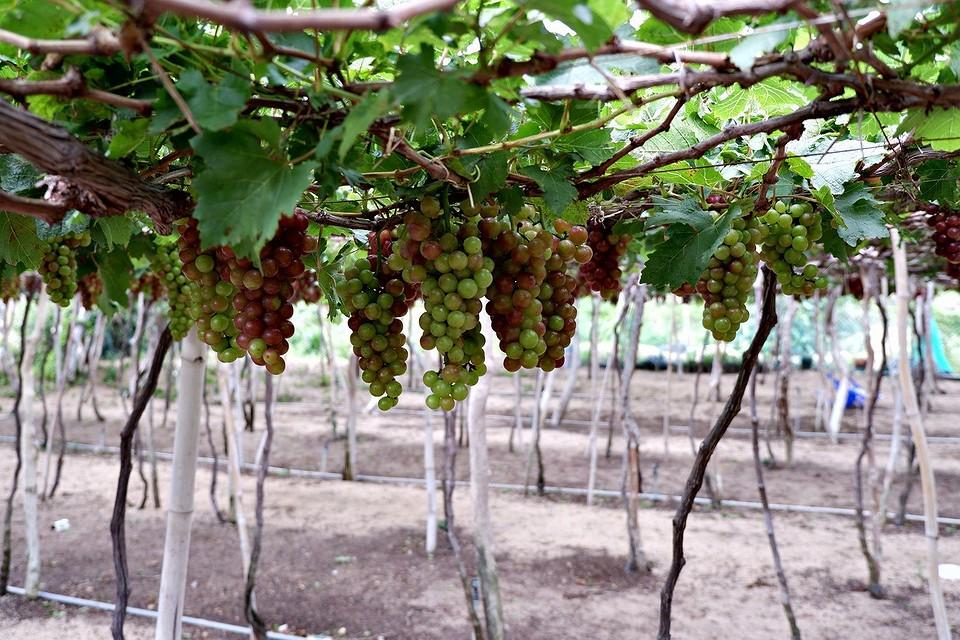 Обрезка винограда весной – пошаговая инструкция с видео для начинающих | В  саду (Огород.ru)