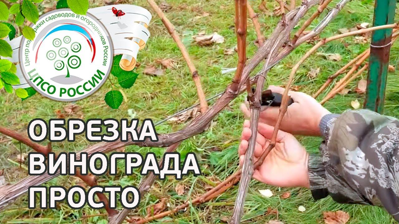 Обрезка винограда осенью: пошаговая инструкция для начинающих, схемы и  правила | ivd.ru