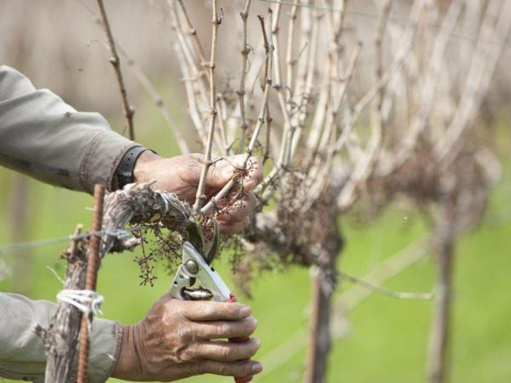 Особенности обрезки и формирования кустов винограда в Молдове - Страница 9