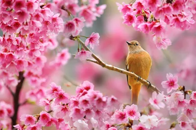 Очень красивые картинки про весну фотографии