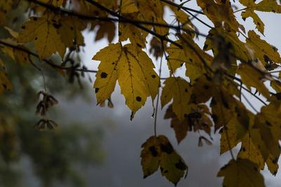 Запах осени / Дождь Осень Петергоф