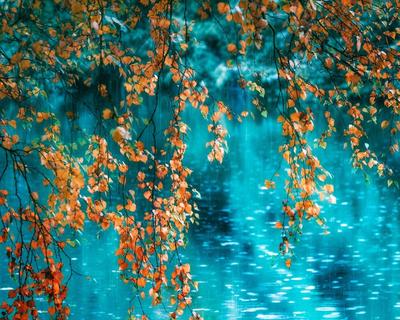 Фотография Осенний дождь. из раздела природа #6078985 - фото.сайт -  sight.photo