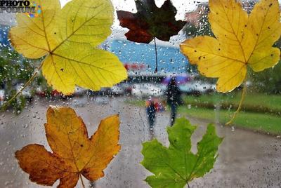 Осенний дождь ~ Открытка (плейкаст)