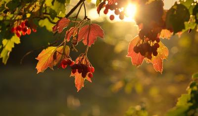 Осенний рассвет. Фотограф Александр Жарников