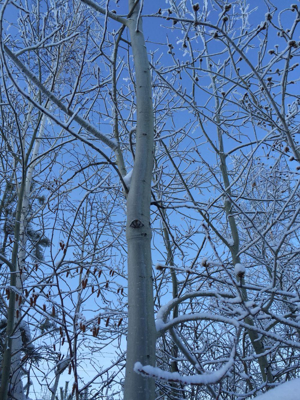 Лес. Зима. Осина | Lamp post, Tree, Sculpting